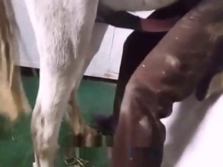 Animal Porn Me