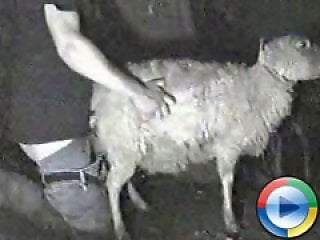 ZooAnimalPorn