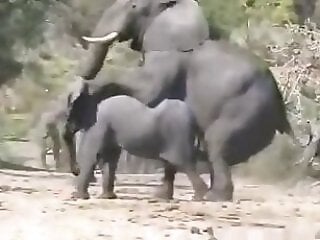 Zoo Sex Me