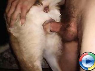 Animal Porn