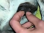 XXX bestiality zoo porn