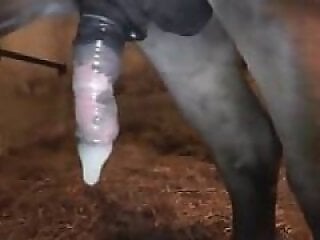 Zoo Sex Art Tube