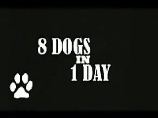 Bestiality Video