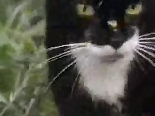 Animal Porn