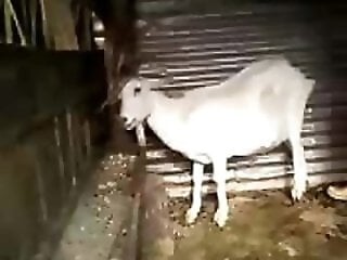 GirlHorseSex