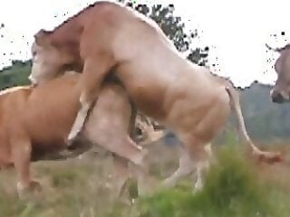 AnimalFreePorn