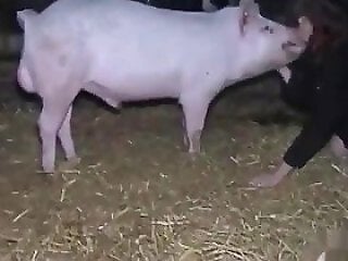 Animal Porn Zilla