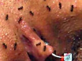 Blowjob animal xxx