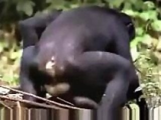 Zoo Porn Fun