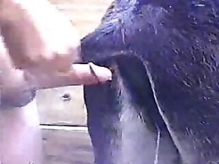 Animal Porn