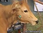 Zoo Zoo Sex Porn