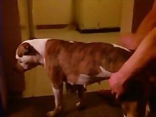 Sex Animal XXX Porn Movies