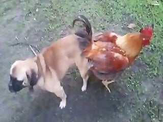 Outdoor bestiality porn