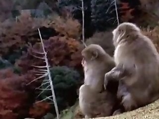Dog Sex Zoo