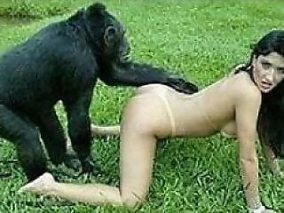 Zoophilia porn and animal sex
