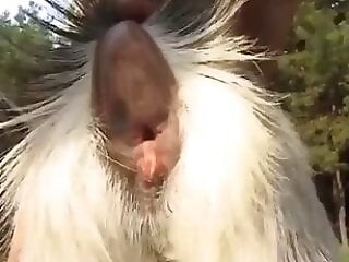 Animal Porn