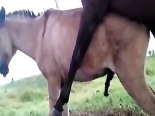 Bestiality Video
