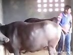ZooAnimalPorn