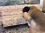 ZooAnimalPorn