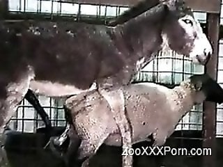 VideozzzSite