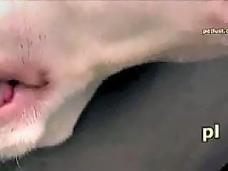 ZOO Porn and bestiality tube