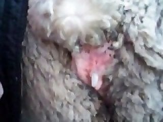 Amateur Bestiality