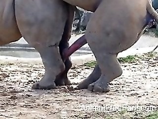 Zoo-XXX-Porn