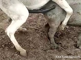Sexy horse using its hard dick to penetrate a pig