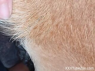 Horny man sticks whole cock in furry dog's dick whilst on cam