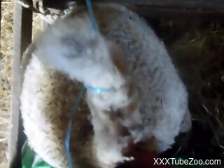 Amateur man fucks furry farm animal in loud webcam perversions