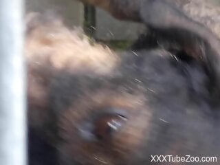 Hot bestiality fucking session taking place outdoors