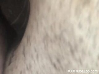 Horny zoophile enjoys the rough zoo sex outdoors