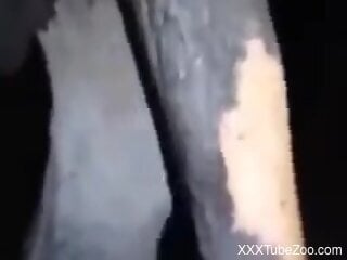 Horny horse is about to engage in bestiality sex