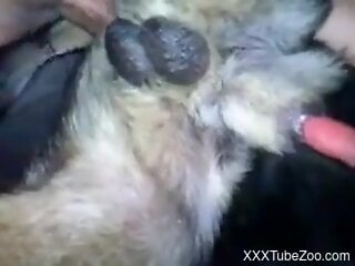 Zoophile is busy fucking his doggie from behind
