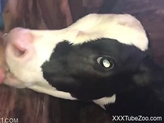 Curious cow is engaging in bestiality blowjob