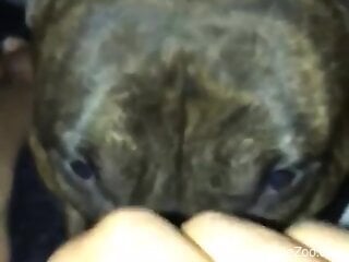 Insolent man loves how the dog licks his ass in rimming scenes