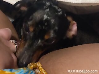 Dog licks woman's wet clit until she comes like a slut