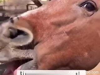 Woman craves the horse's cock in excellent outdoor kinks