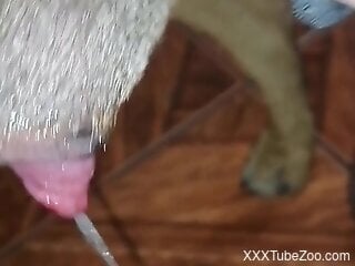 Amateur male jerks off while the dog licks his cock