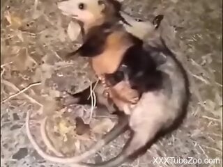 Man films pair of oposums when they fuck
