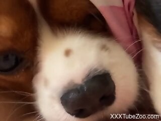 Small puppies lick the woman's tits and she feels aroused