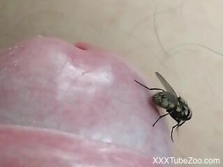 Naked man feels aroused with this fly on his cock