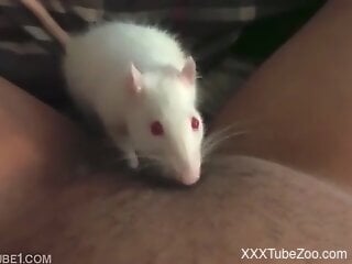 Solo woman masturbates while a small hamster sniffs her clit