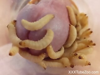 Man puts worms on his cock in dirty zoophilia solo