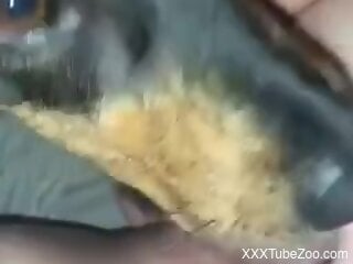 Dog licks naked woman in the pussy and makes her come