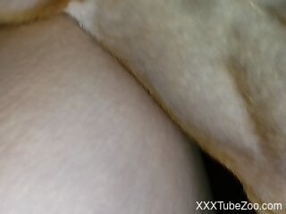 Trimmed pussy of a zoophile bitch is getting nailed