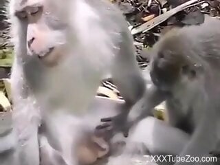 Monkeys are about to get laid and this guy craves sex