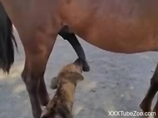 Dog licks the horse's huge penis in a sexy scene