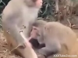Check out two monkeys having oral bestiality
