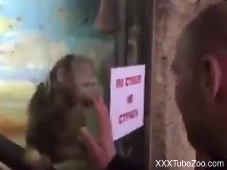 Nasty zoophile is watching monkey masturbating